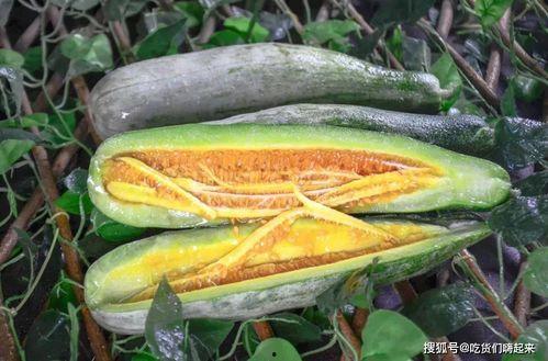 网红吃长瓜,趣味横生引网友热议